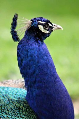 A portrait of a peacock