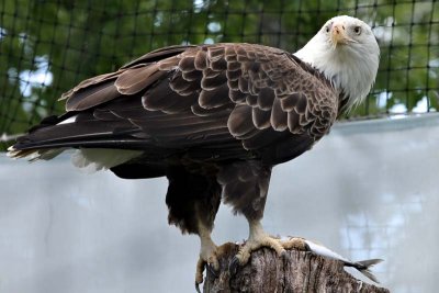 They had two bald eagles at the zoo