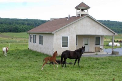 Schoolyard Pasture