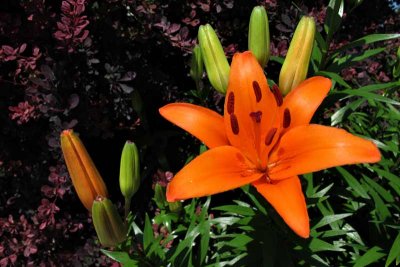 Vibrant Day Lily