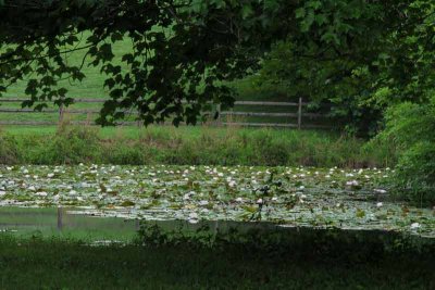 Lily Pond Through the Trees