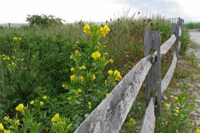 Rustic Shore Points (243)