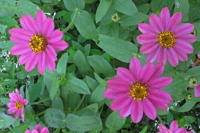 Late Season Blooms from Hereford Lighthouse Gardens (101)