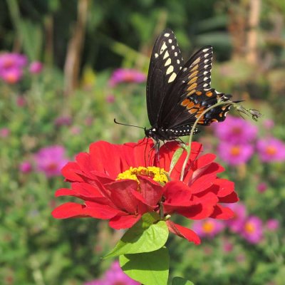 Late Season Blooms from Hereford Lighthouse Gardens (111)