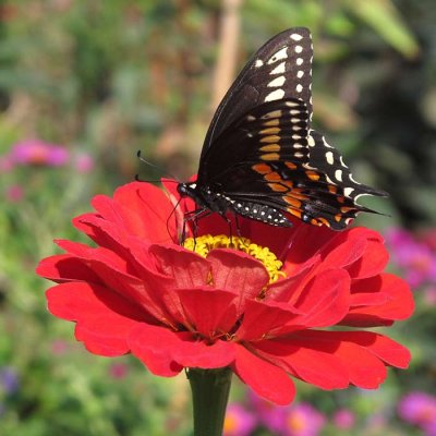 Late Season Blooms from Hereford Lighthouse Gardens (116)