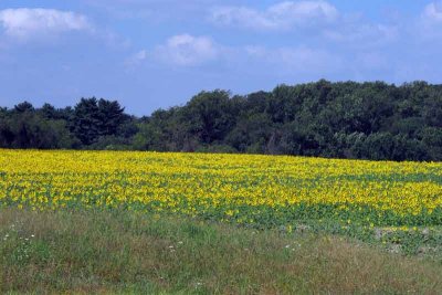 A Sunflower Field