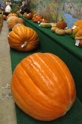 Really BIG pumpkins.