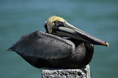 Bayside Pelican (734)