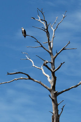 The male osprey keeping watch.