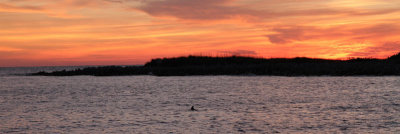 Even dolphins came out to wave goodbye to us on our final night in Florida!