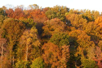Autumn Treetops