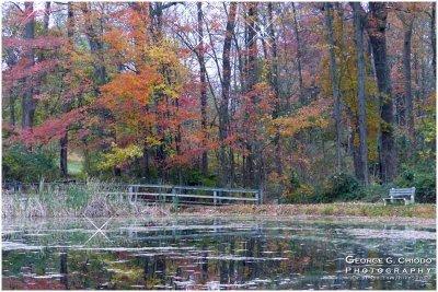Fall at Springton Manor Pond
