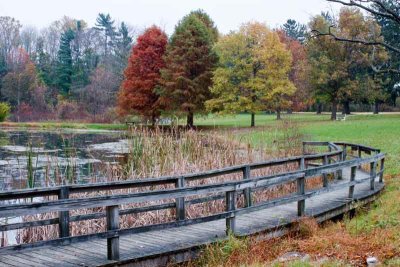 Pond Boardwalk in Autumn