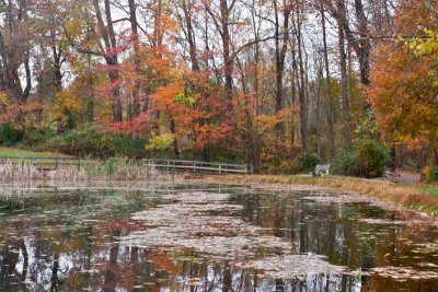 Fall at Springton Manor Pond (12)