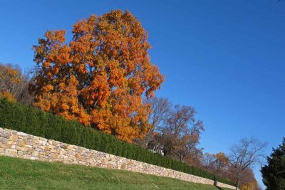 A great stone wall and a magnificent maple