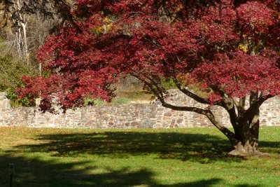 Red Maple and Stone Wall