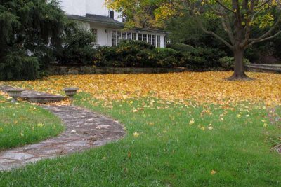 Golden Carpeting