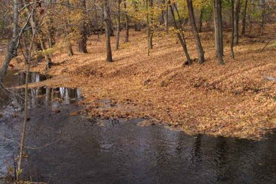 The Forest Floor Along the Brandywine