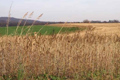 November Fields