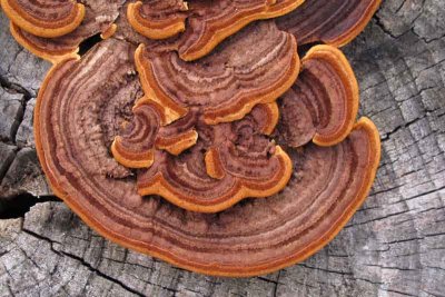 Tree Stump Fungus