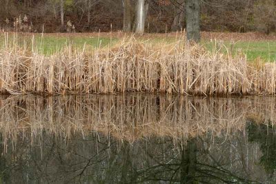Pond-side Reflection