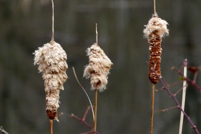 Cattails in Stages