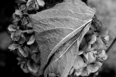 November Hydrangea and Its Leaf (BW)