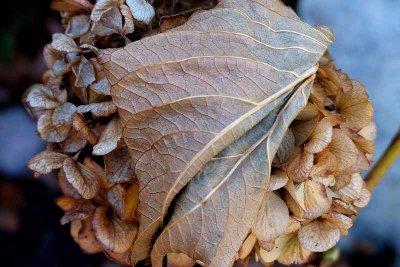 November Hydrangea and Its Leaf