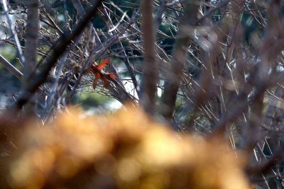 Caught an Oak Leaf