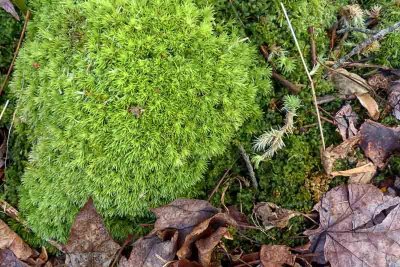 Green Moss on the Forest Floor