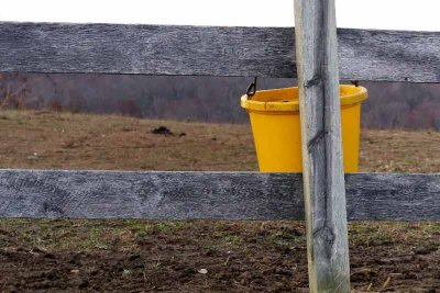 Yellow Horse Bucket