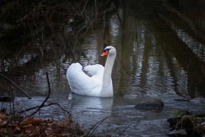 Our Local Swan