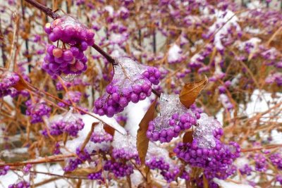 Frosted Purple Berries