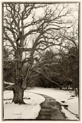 Winter by the Penn Oak