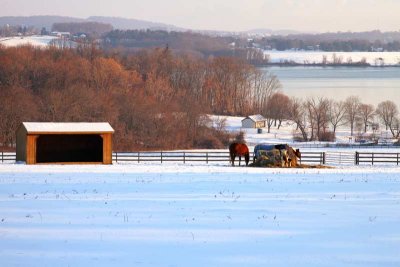 The Horses of Marsh Creek on a Winter Morning (6)