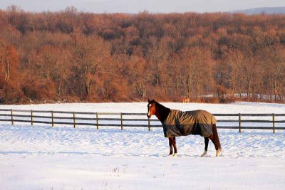 The Horses of Marsh Creek on a Winter Morning (10)