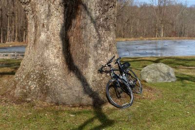 A Penn Oak & My Bicycle