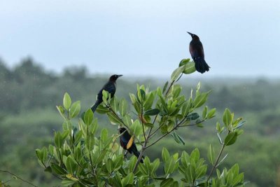 Black Birds Perching