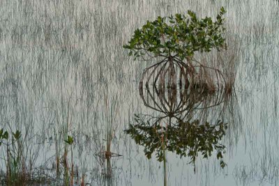 Mangrove and Roots at Sunrise