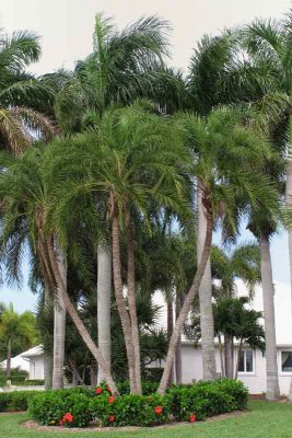 Beautiful Florida Landscaping