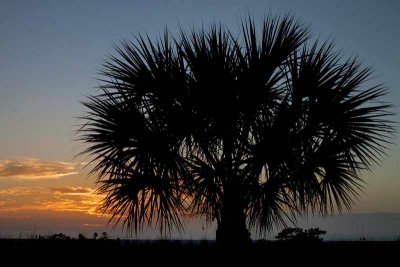 Clump Palm Tree After Sunset