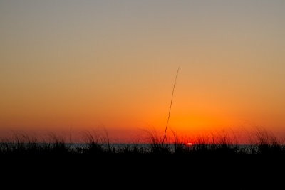 Dunes Grasses at Sunset