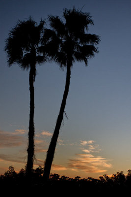 Twin Palms at Sunset