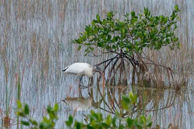 Busy Bird: Wood Stork #1