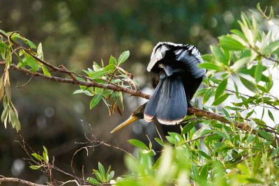 Busy Bird: Anhinga #2