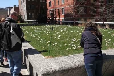 A Grassy Lawn with Flowers Draws a Crowd #1