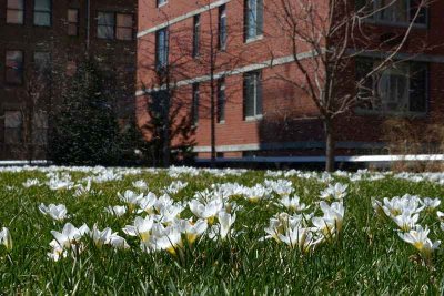 A Grassy Lawn with Flowers Draws a Crowd #3