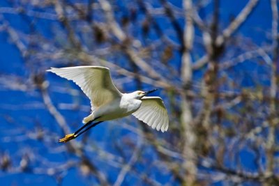 Everglades Days 2014