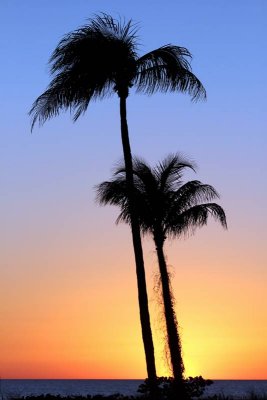 Tall Palm Sunset 