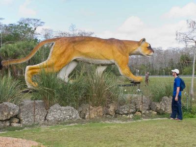 Florida Panther